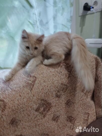 Котята подростки