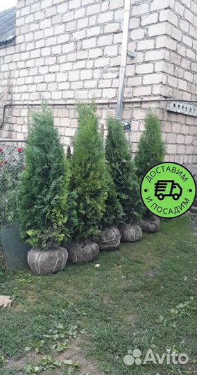 Туя Колумна