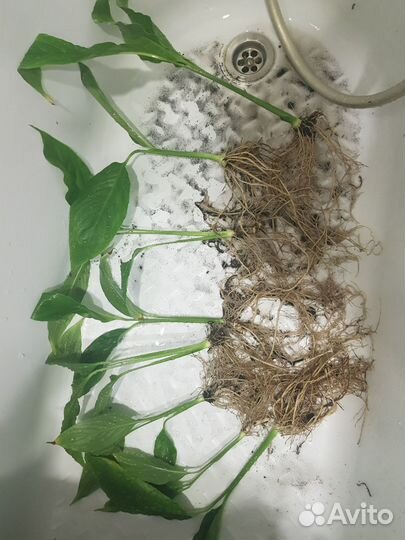 Спатифиллум. Женское счастье