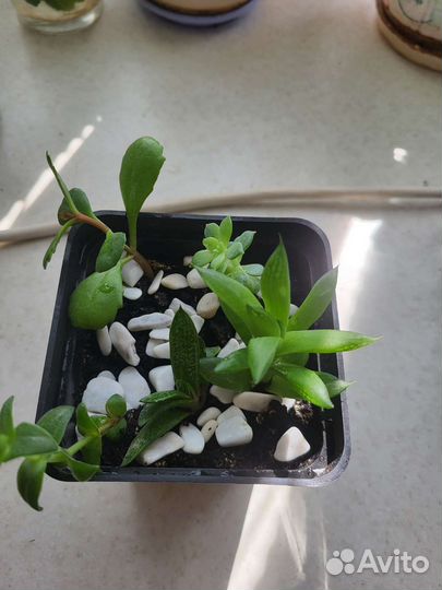 Флорариум суккуленты