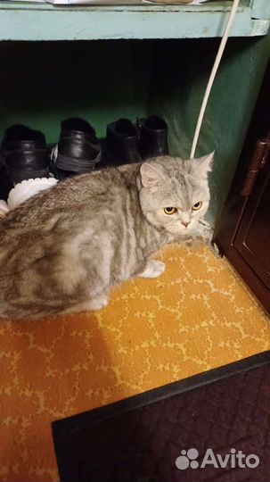 Отдам в добрые и надёжные руки кошечку Люсю