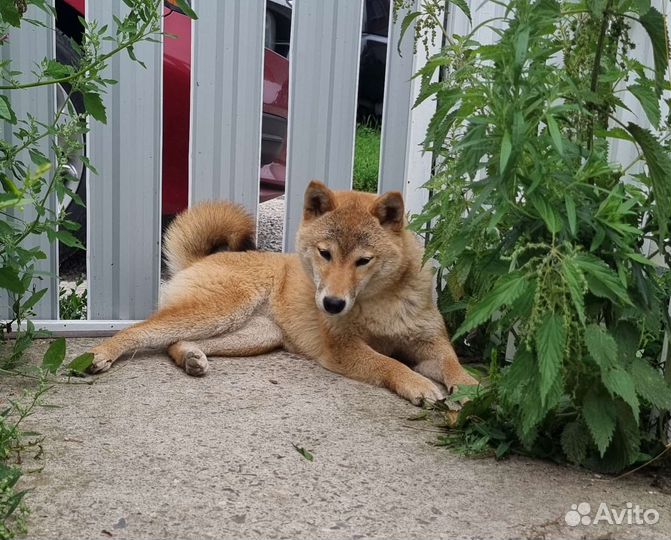 Сиба шиба ину