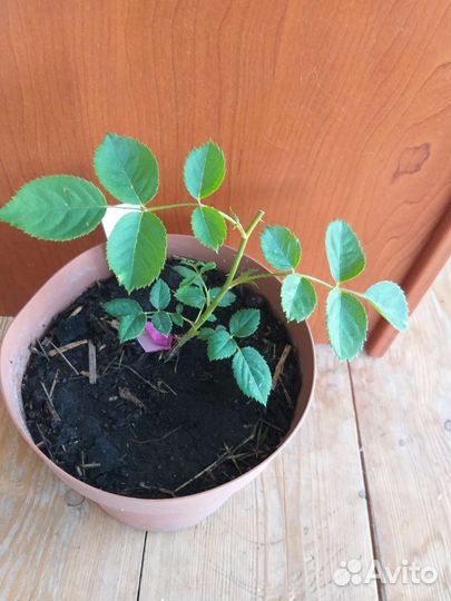 Роза Golden Celebration (Austin, 1992)