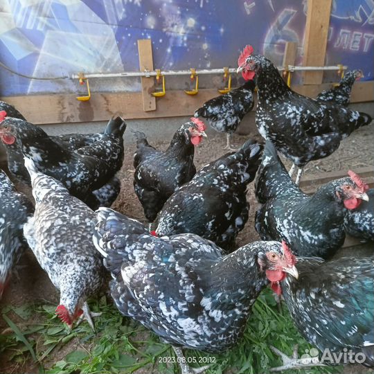 Инкубационное яйцо чёрно пёстрого австролорпа