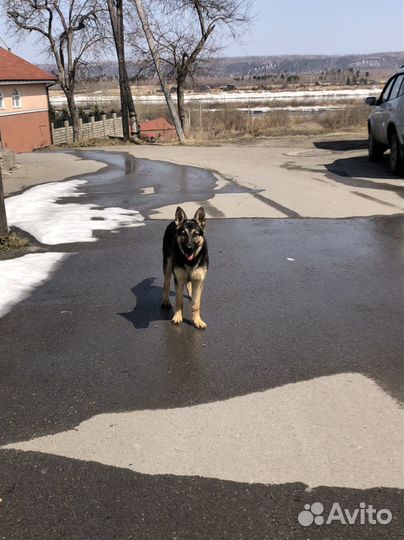 Кинолог