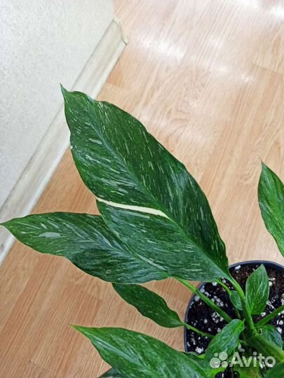 Спатифиллум Даймонд