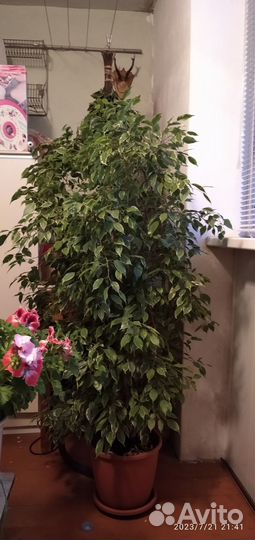 Комнатные цветы