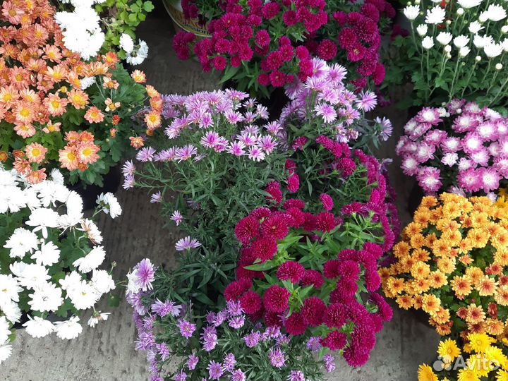 Хризантемы мультифлора в горшке