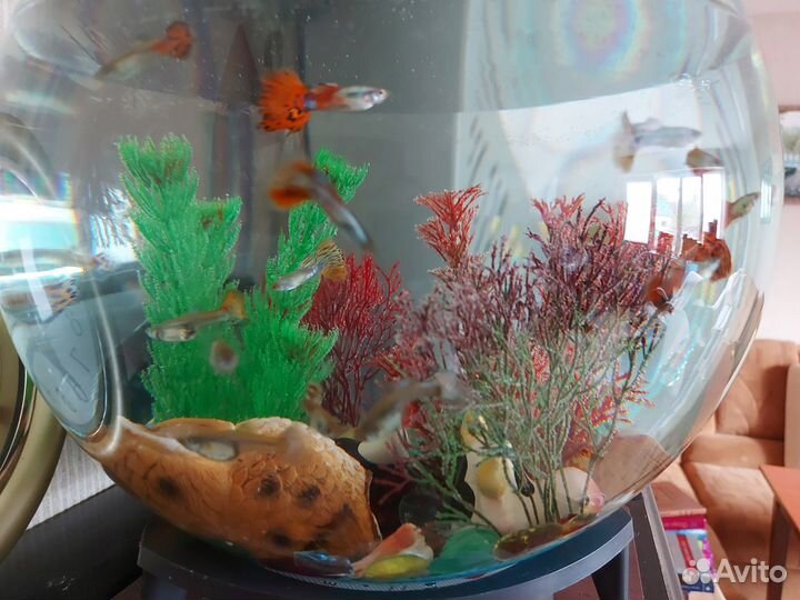 Аквариумные рыбки гуппи