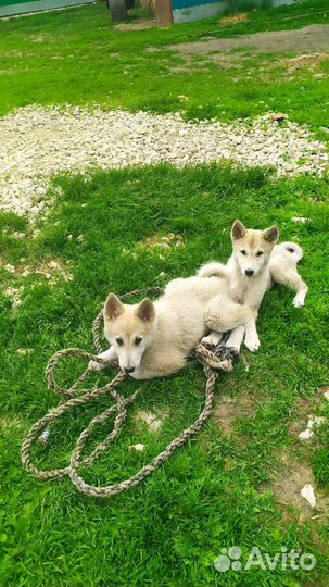 Лаечки, (а)домашних не трогают, можно обмен