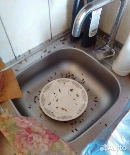 Уничтожение клопов и тараканов дезинфекция