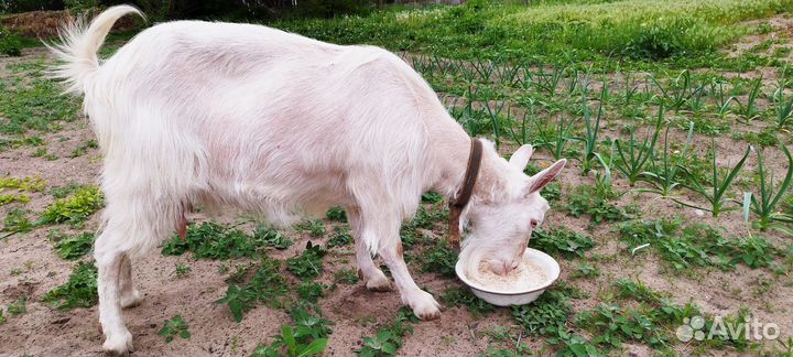 Дойные козы