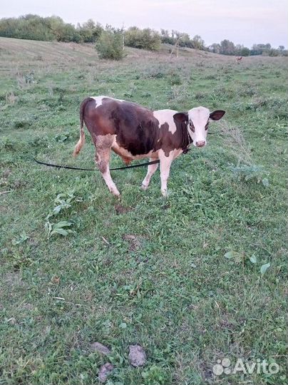 Продам телушку и бычка