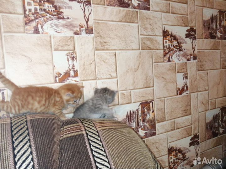 Котята