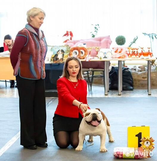 Хендлер. Подготовка собак к выставкам