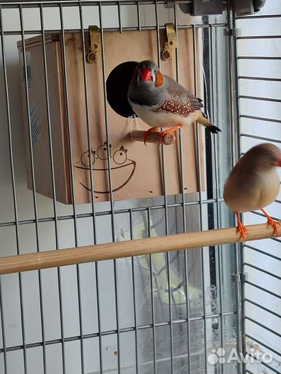 Зебровые амадины