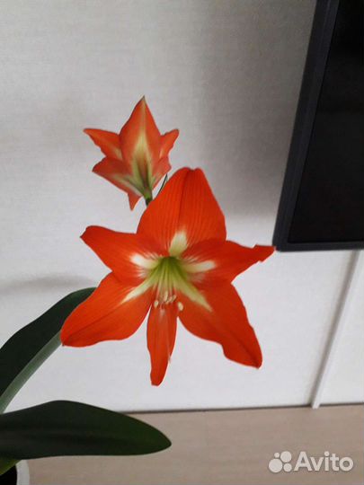 Гиппеаструм