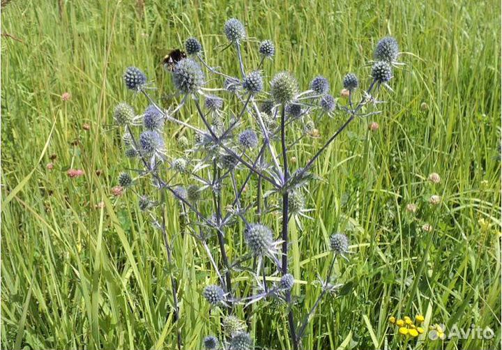 Синеголовник