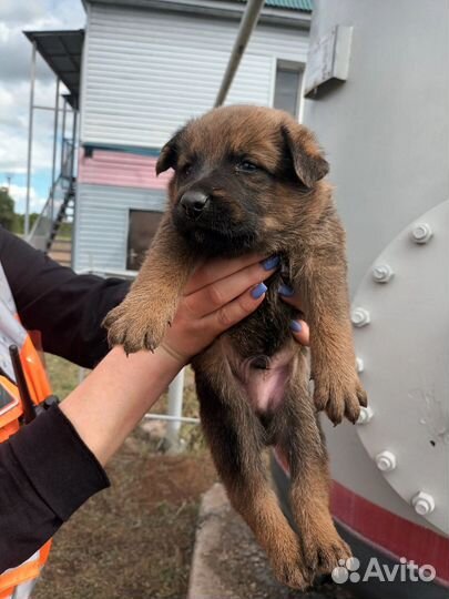 Щенки малыши