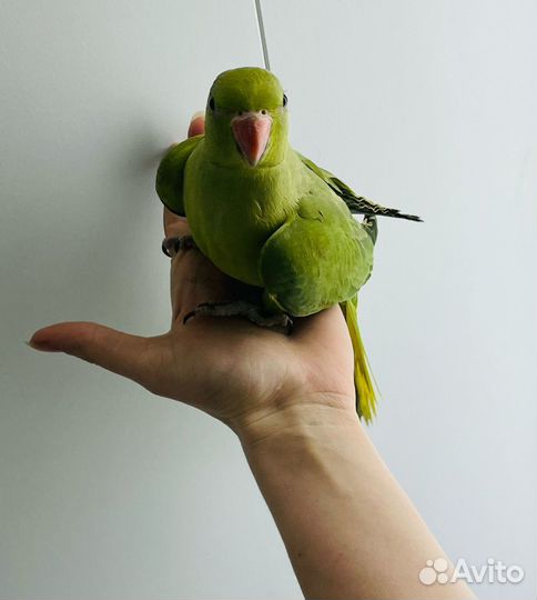 Александрийские и ожереловые попугаи птенцы