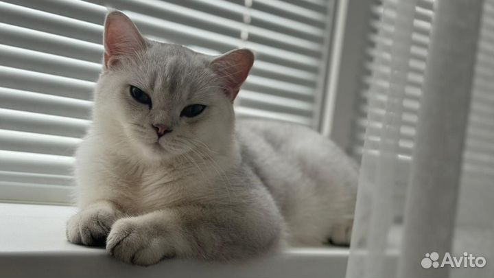 Кот на вязку