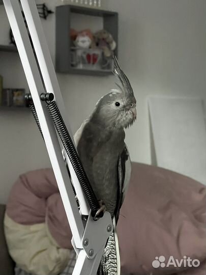 Попугаи корелла