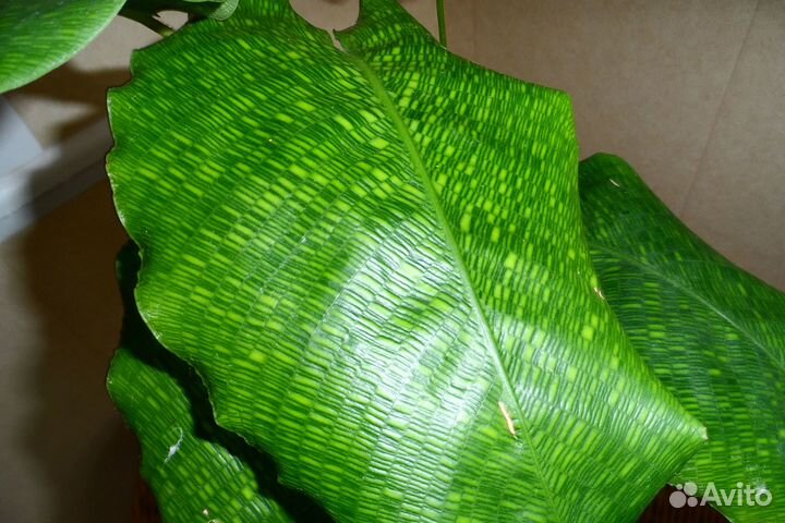 Калатея Нетворк (мозаичная)