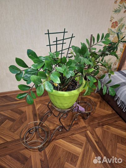 Замиокулькас