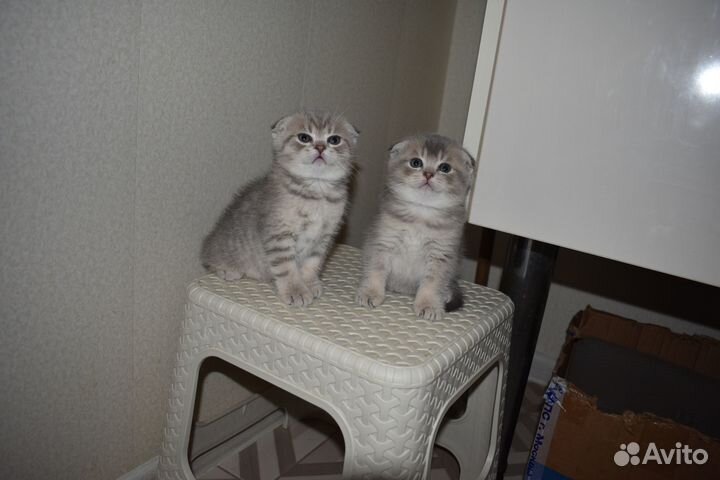 Кошечка вислоухая