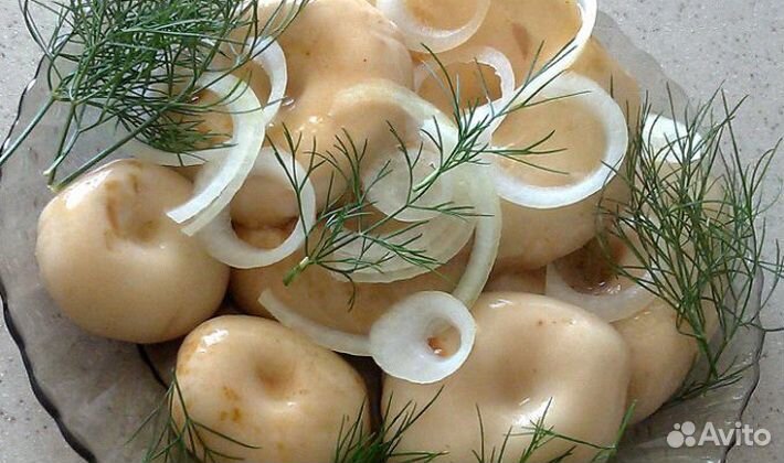 Грибы: Белые, Боровики, Подосиновики, Подберезовик