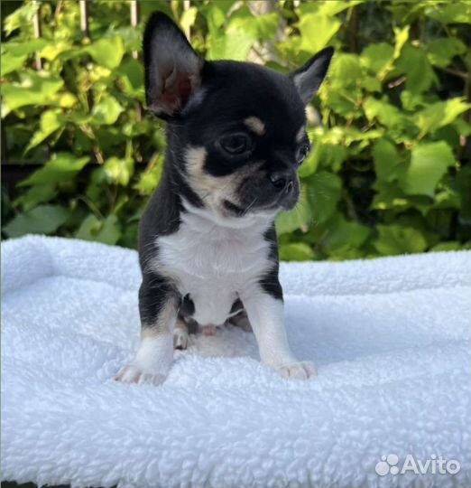 Щенки чихуахуа большой выбор