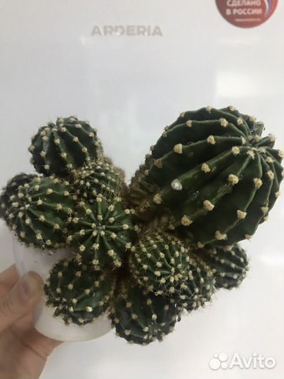 Кактус