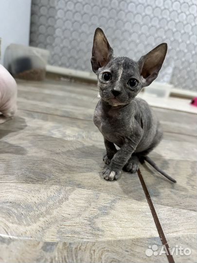 Донской сфинкс котята