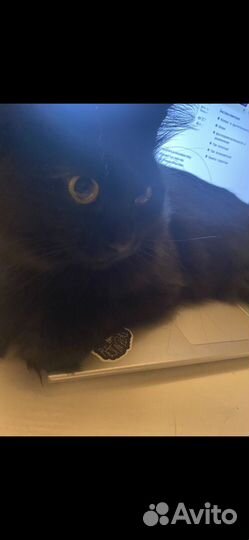 Догситтер/котоняня