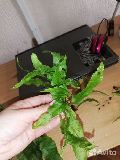 Аквариумные растения