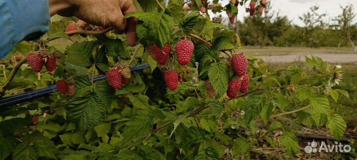Саженцы ремонтантной малины Пингвин, Нижегородец