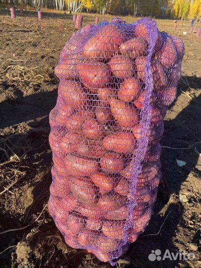 Картофель розара, оптом и в розницу