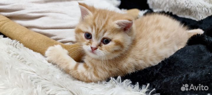 Кот золотая шиншилла