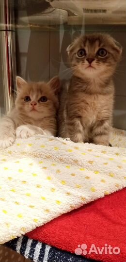 Шотландские котята