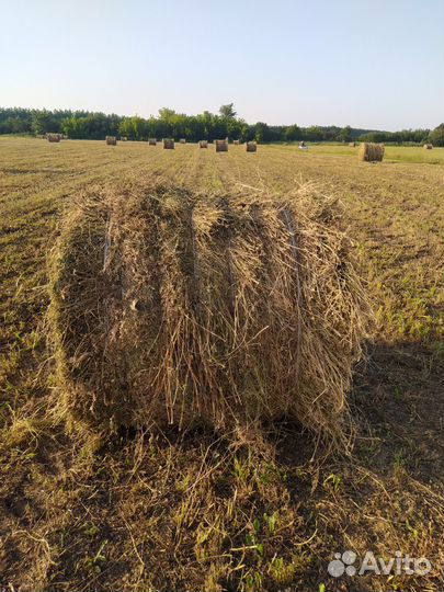 Сено в рулонах
