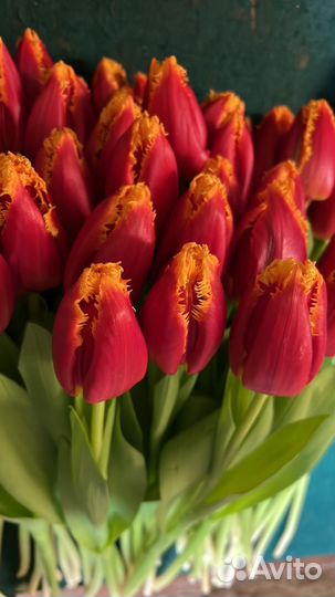 Тюльпаны к 8 марта оптом