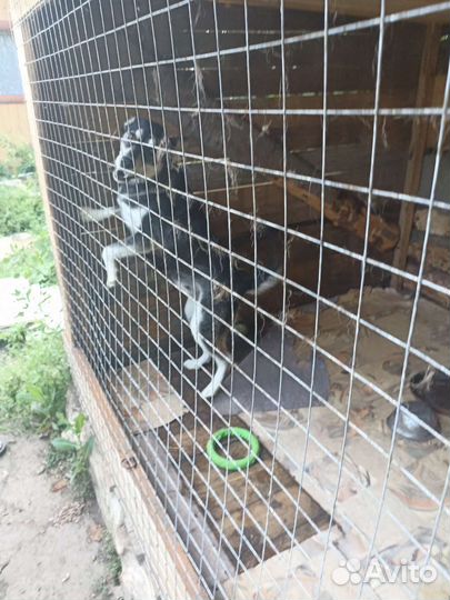 Аляскинский маламут