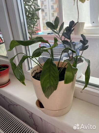 Спатифиллум