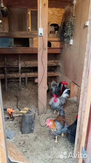 Петухи мясо-яйценосных пород