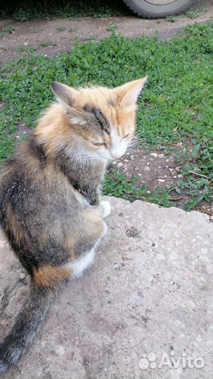 Котята от кошки мышеловки в дар