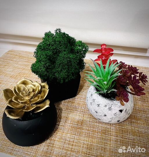 Суккуленты в кашпо Мох