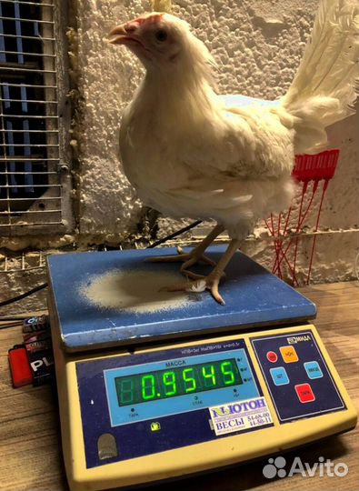 Курочки несушки молодки