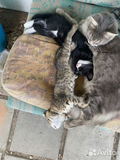 Котята в добрые руки