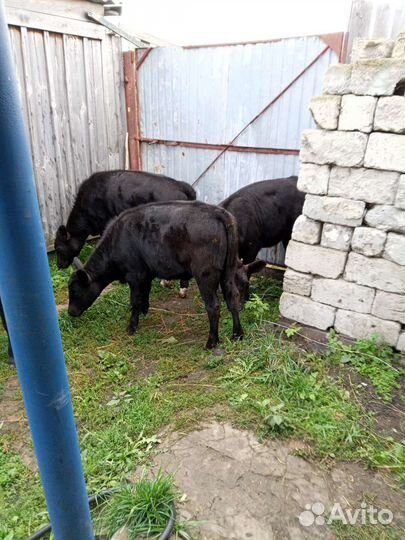 Абердин ангус телки