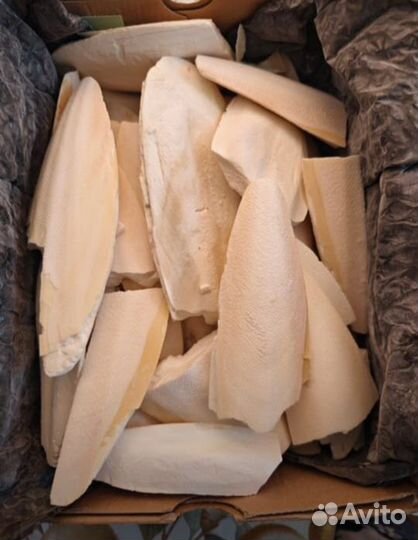 Сепия панцирь каракатицы, меловой камень, бой